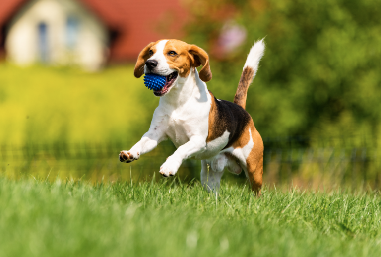 Lungworm in Dogs: Understanding, Impact, and Diagnosis