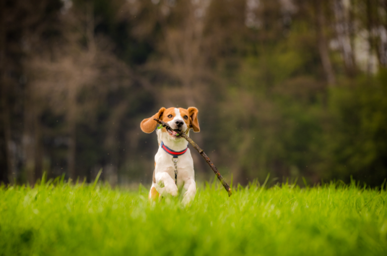 Why Every Dog Owner Should Consider Routine Parasite Testing