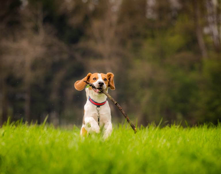 Why Every Dog Owner Should Consider Routine Parasite Testing