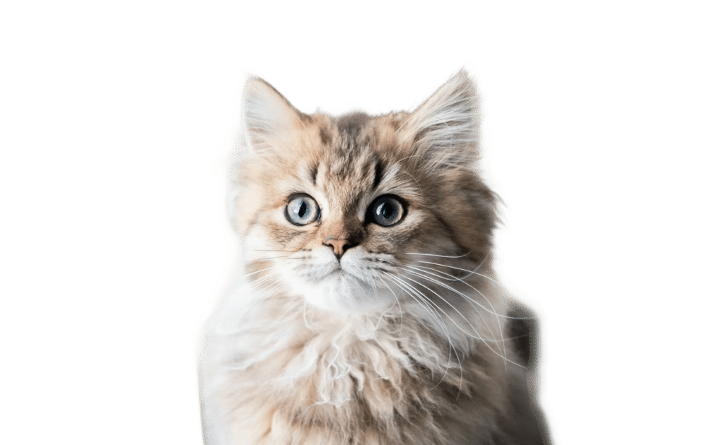 Wormcount Cat Feature