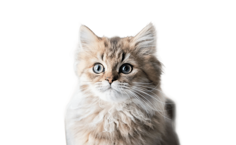 Wormcount Cat Feature