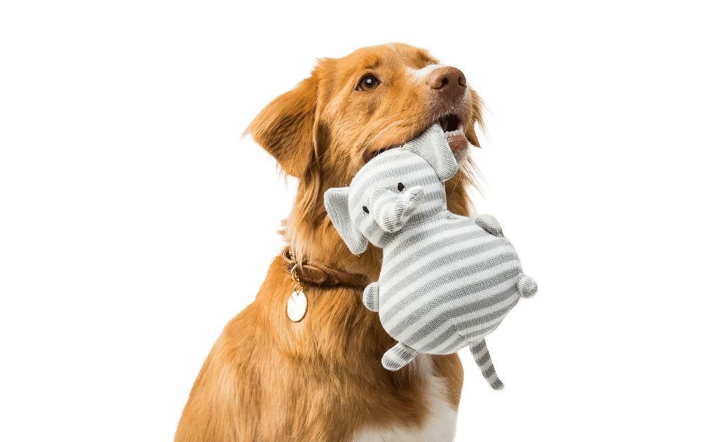 Wormcount Dog Feature