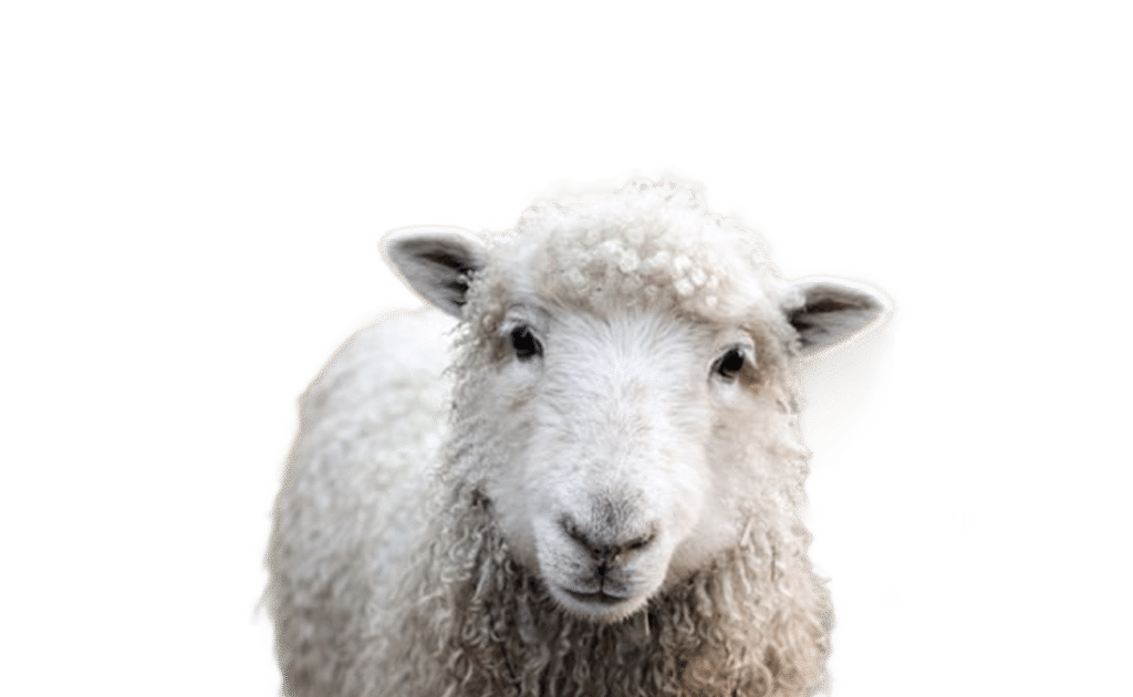 Wormcount Farm Animals Feature
