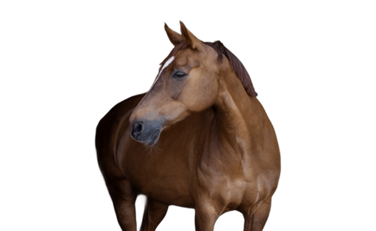 Wormcount Horse Feature
