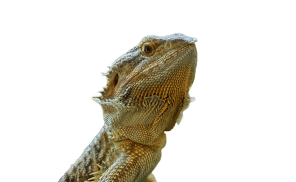 Wormcount Reptiles Feature