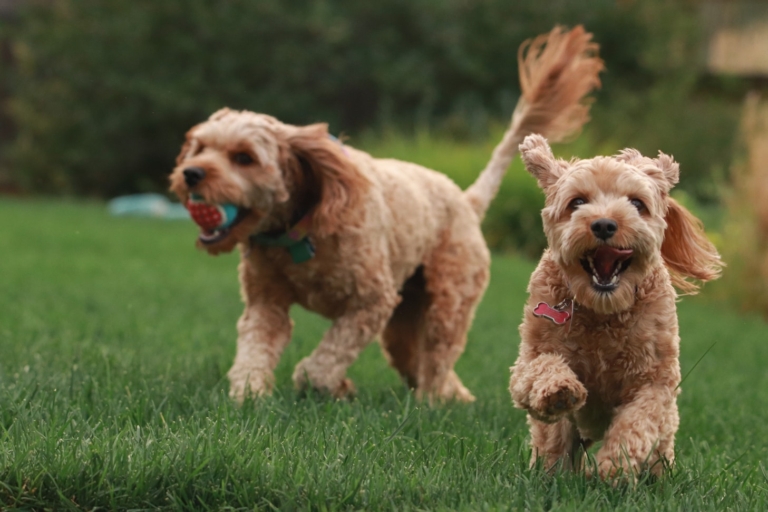 Dogs