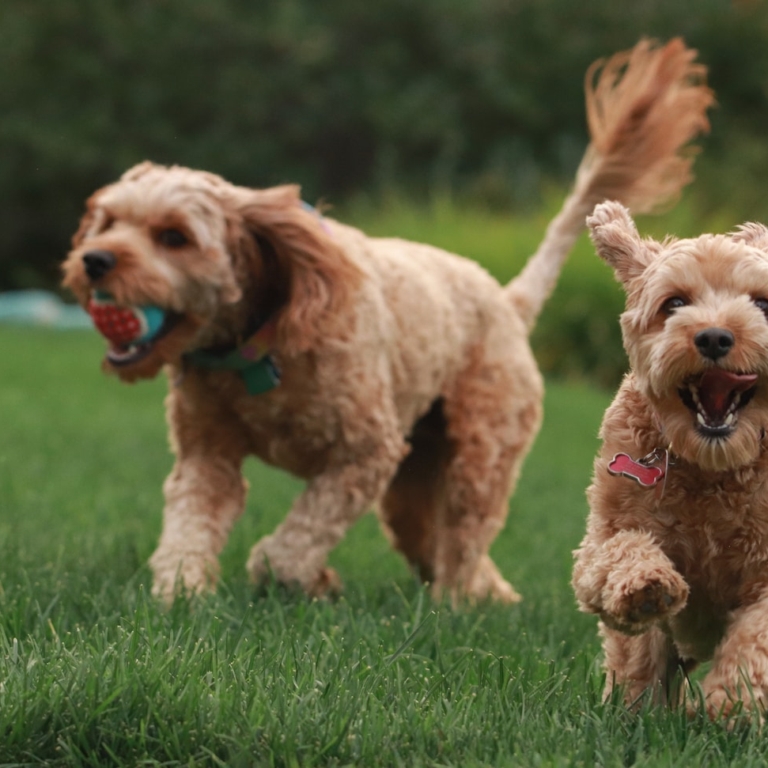 Dogs