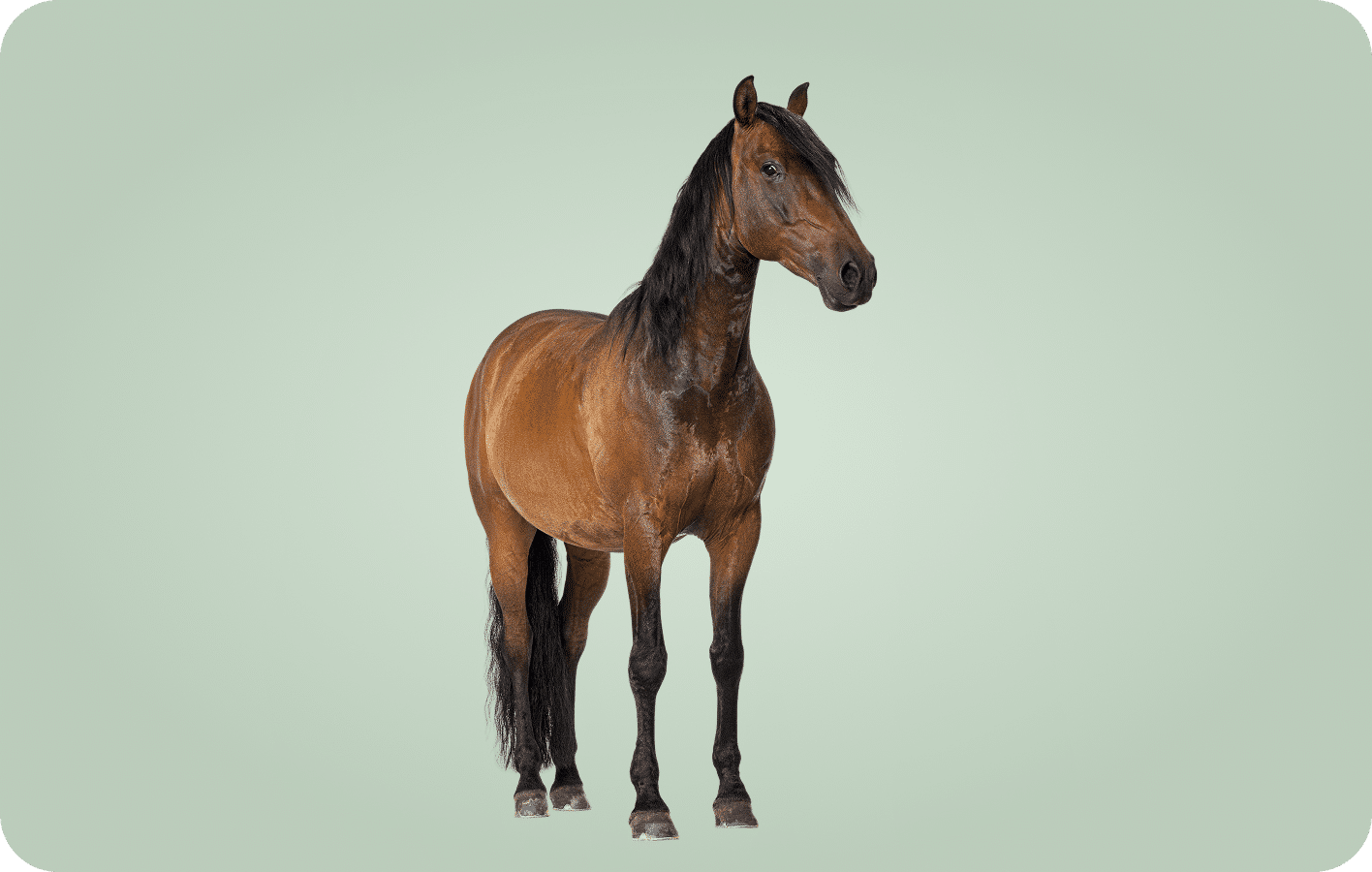 Common Equine Parasites to Know About