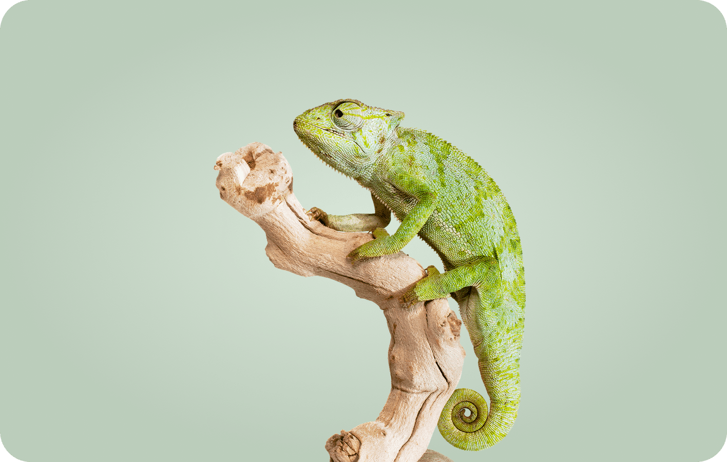Common Parasites Found in Reptiles