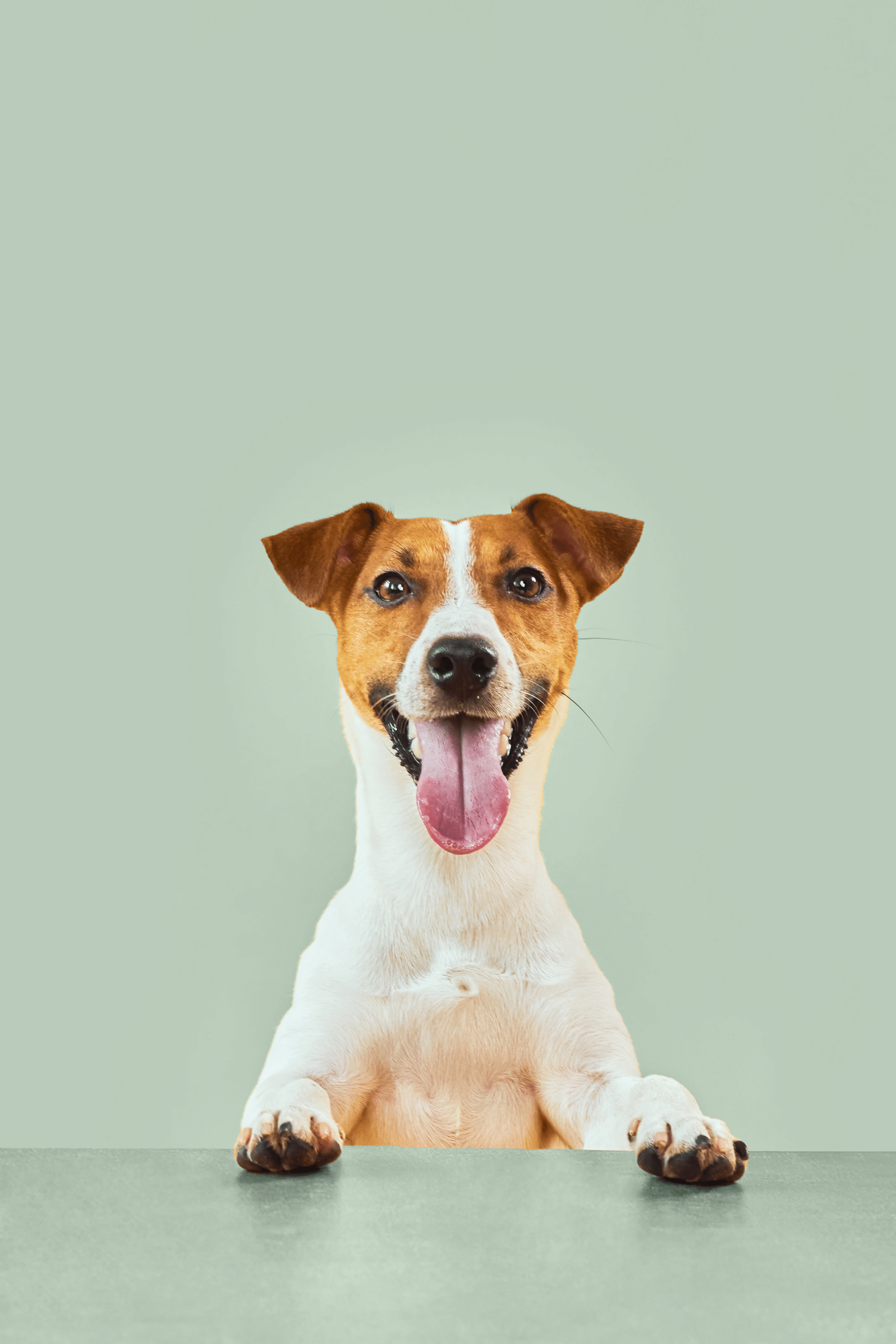 Common Parasites That Affect Dogs
