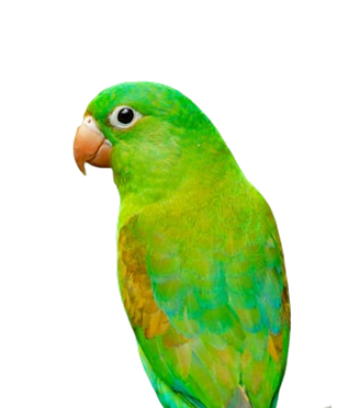 Avians
