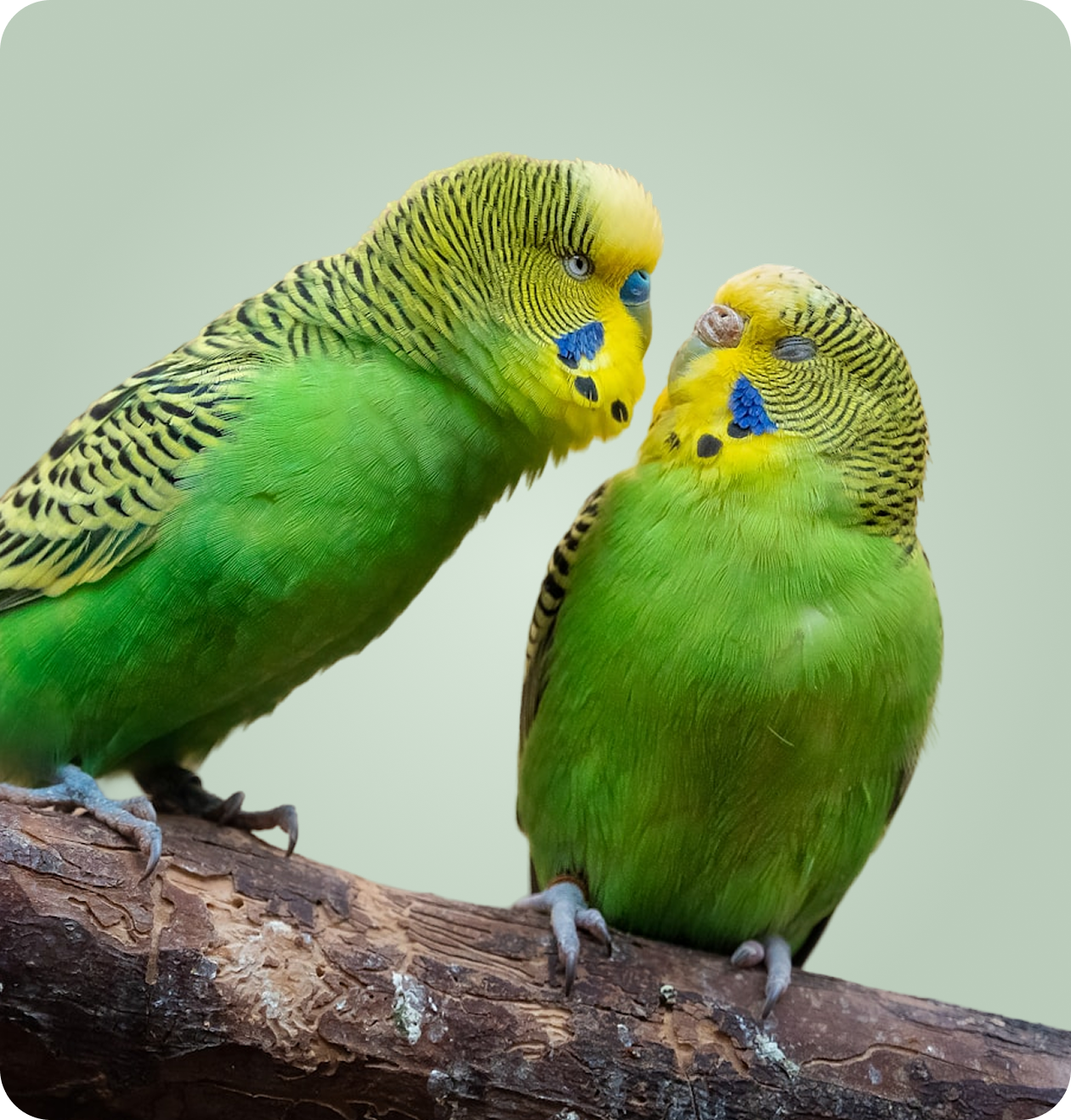 Common Parasites Across Avians