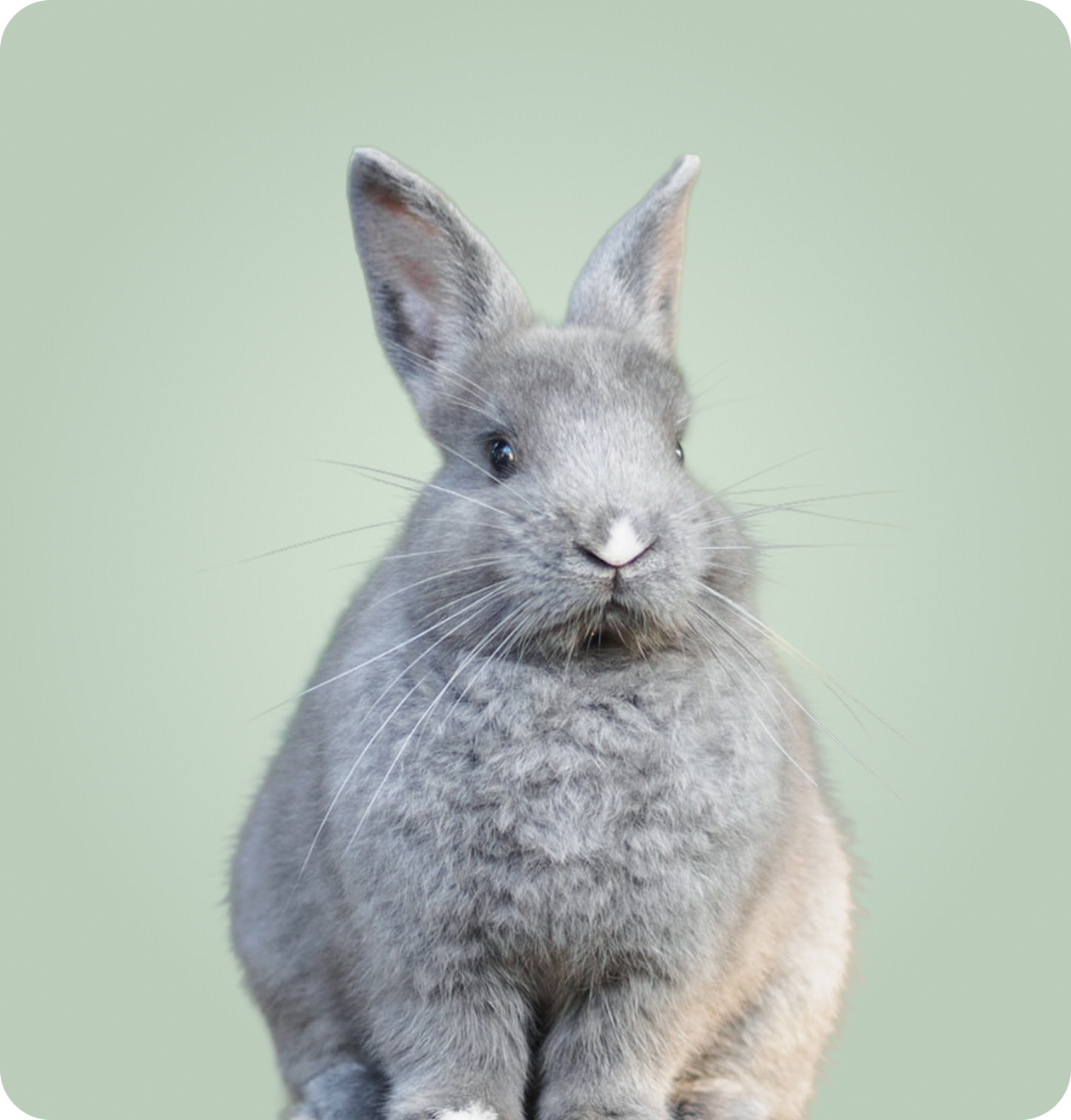 Common Parasites Across Other Animals