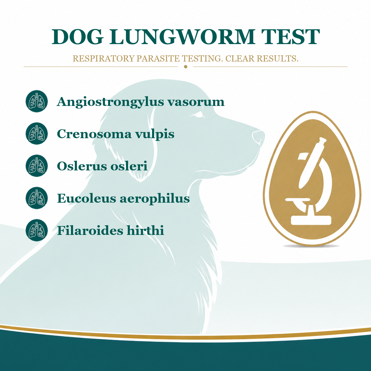 dog lungworm test